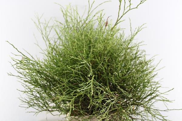 <h4>Vaccinium Huckleb Bs</h4>