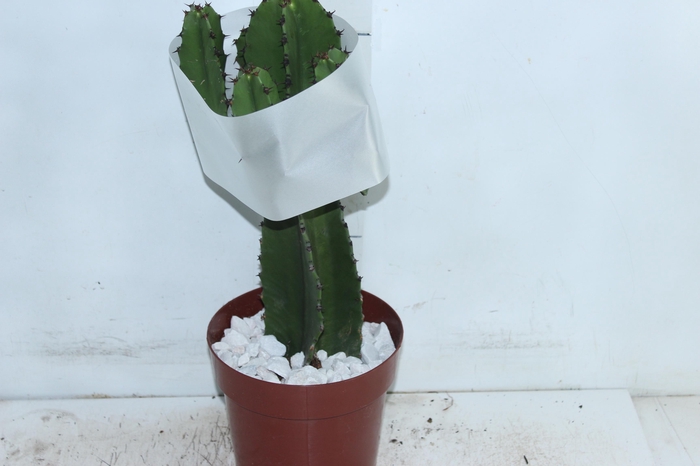 <h4>CACTUS EUPHORBIA MANDACARU P17</h4>