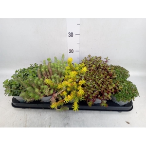 Sedum   ...