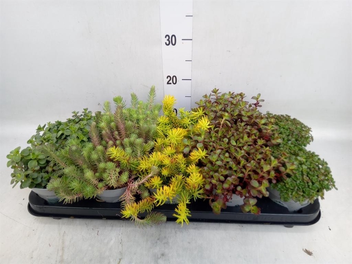 <h4>Sedum   ...</h4>