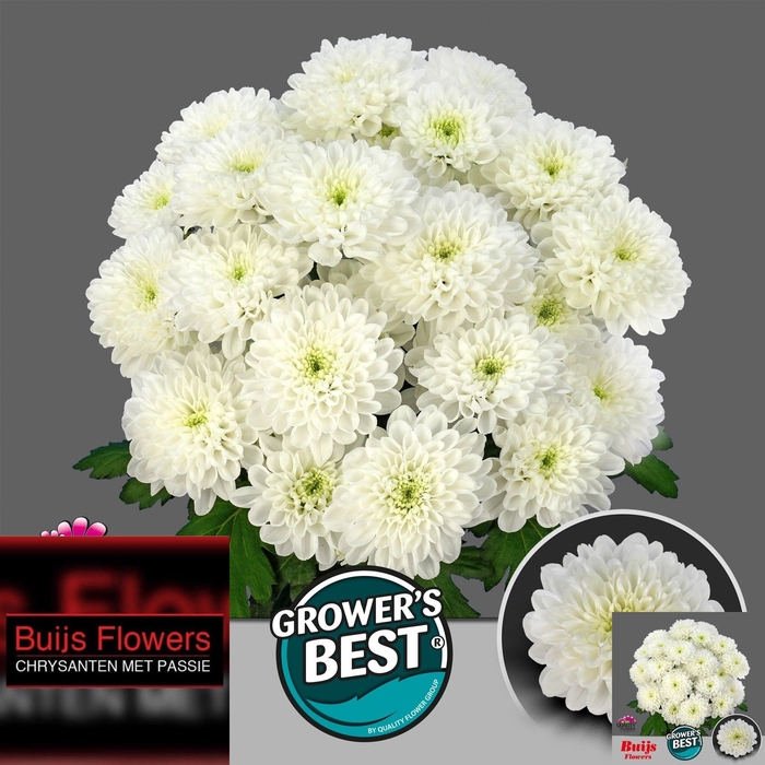 <h4>Chrys sp altaj</h4>