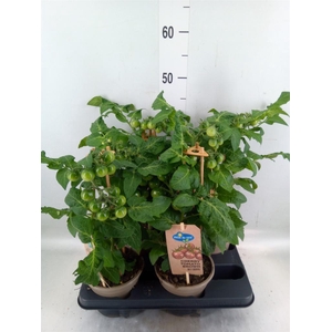 Solanum lycopersicum   ...