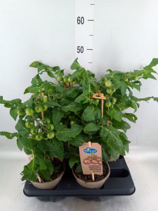 <h4>Solanum lycopersicum   ...</h4>