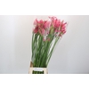 Nerine Lilac
