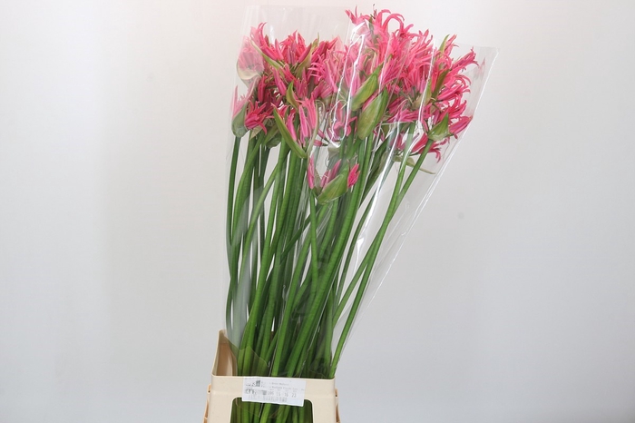 Nerine Lilac