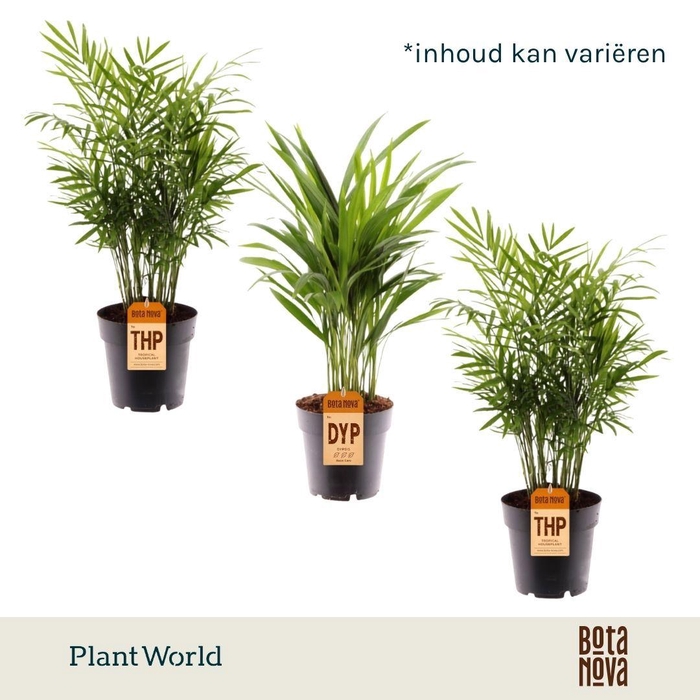 <h4>Palmen Mix XL</h4>