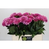 Dahlia Annamarie