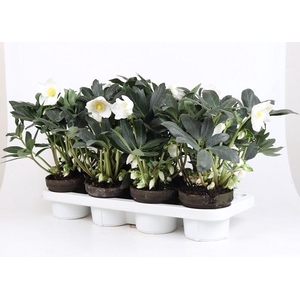 HELLEBORUS NIGER P13 STENEN POT