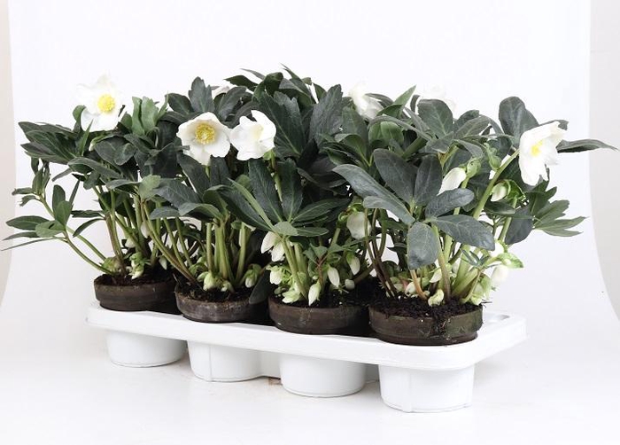 <h4>HELLEBORUS NIGER P13 STENEN POT</h4>