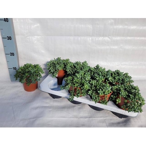 Senecio Herreianus 10,5Ø 16cm