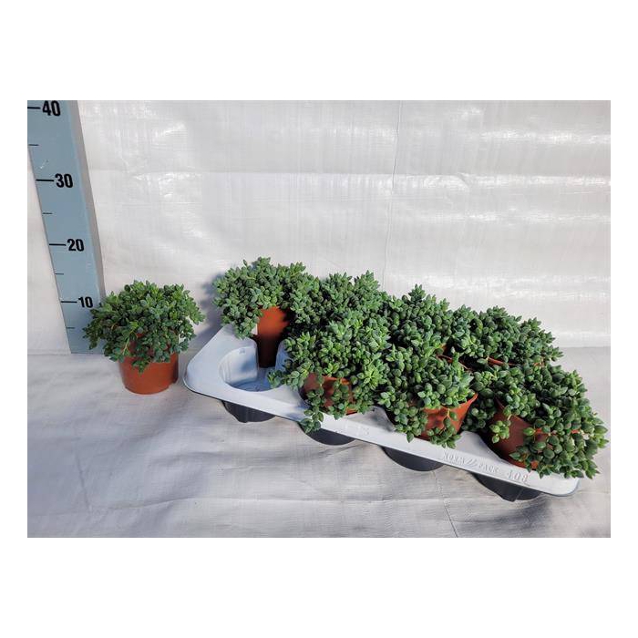 <h4>Senecio Herreianus 10,5Ø 16cm</h4>