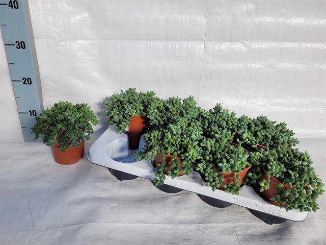 Senecio Herreianus 10,5Ø 16cm