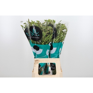 Chasmanthium Latifol