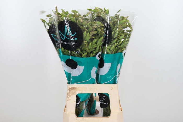 <h4>Chasmanthium Latifol</h4>