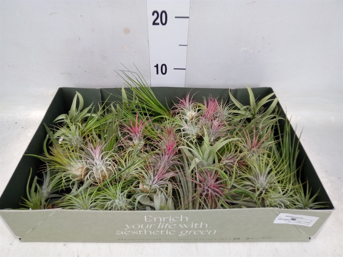 <h4>Tillandsia</h4>