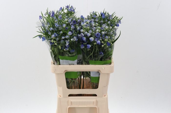 <h4>Delph En Japan Blue</h4>