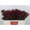 Leucadendron Blush Spray