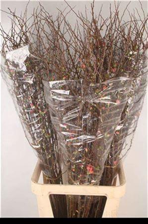 <h4>Chaenomeles Superba</h4>