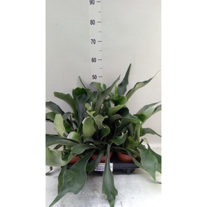 Platycerium bifurc.
