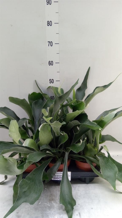 <h4>Platycerium bifurc.</h4>