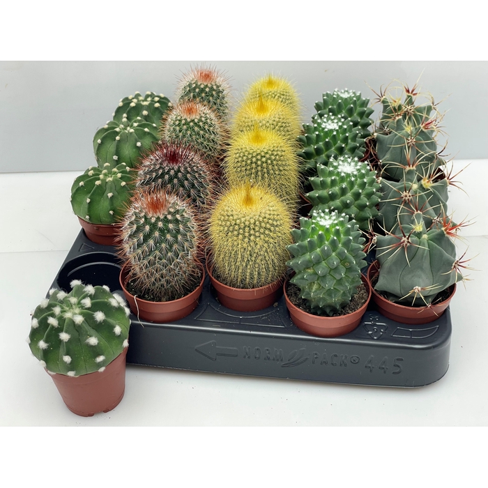 <h4>CACTUS GEM</h4>