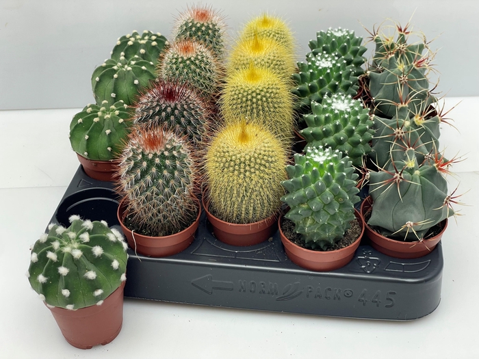 <h4>CACTUS GEM</h4>