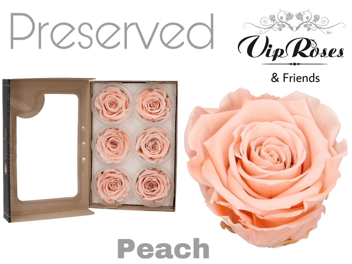 <h4>Preserved rosa peach</h4>