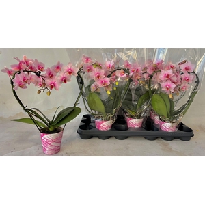 hart roze 9cm