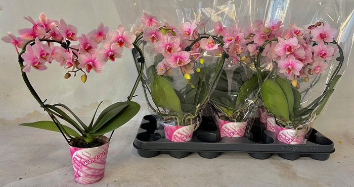 <h4>hart roze 9cm</h4>