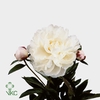 Paeonia Gardenia A2