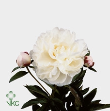 Paeonia gardenia