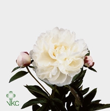 Paeonia Gardenia