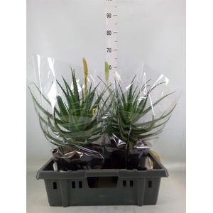 Aloe arborescens