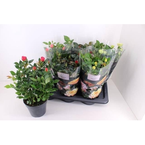 Rosa Palace mix 17Ø 40cm