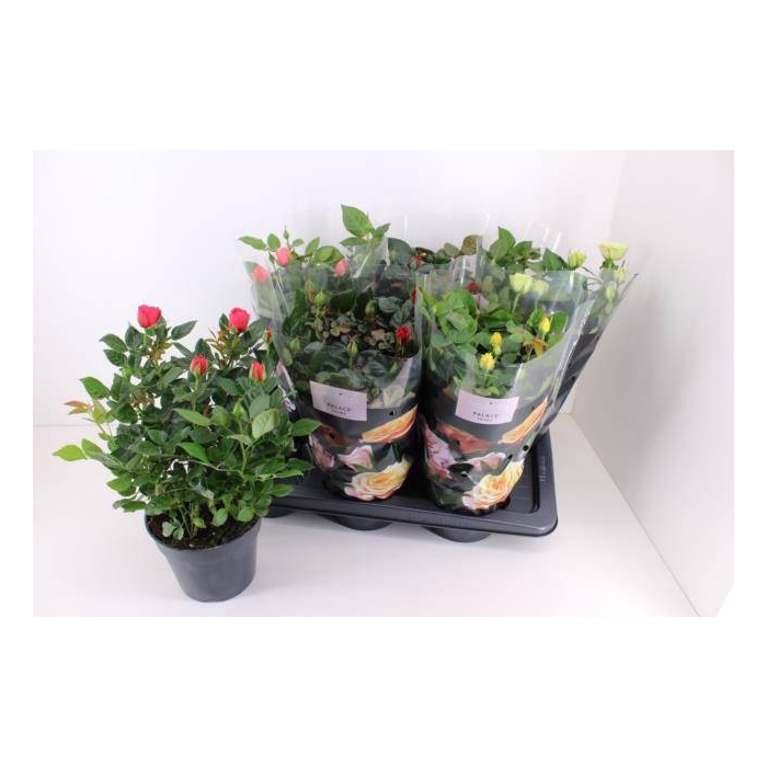 <h4>Rosa Palace mix 17Ø 40cm</h4>