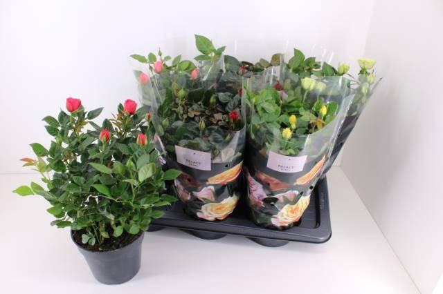 Rosa Palace mix 17Ø 40cm