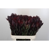 Leucadendron Saf Sunset Dark R.