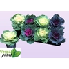 BRASSICA (SIERKOOL)
