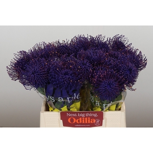 Nutans Painted Purple