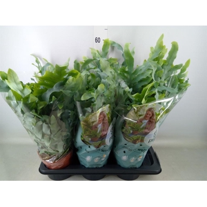 Phlebodium aureum 'Blue Star'