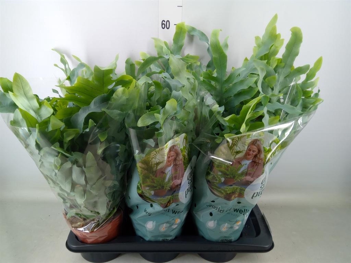 <h4>Phlebodium aureum 'Blue Star'</h4>