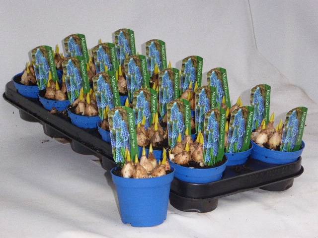 <h4>MUSCARI BLUE MAGIC P9</h4>