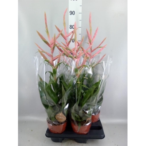 Tillandsia  'Dolce'