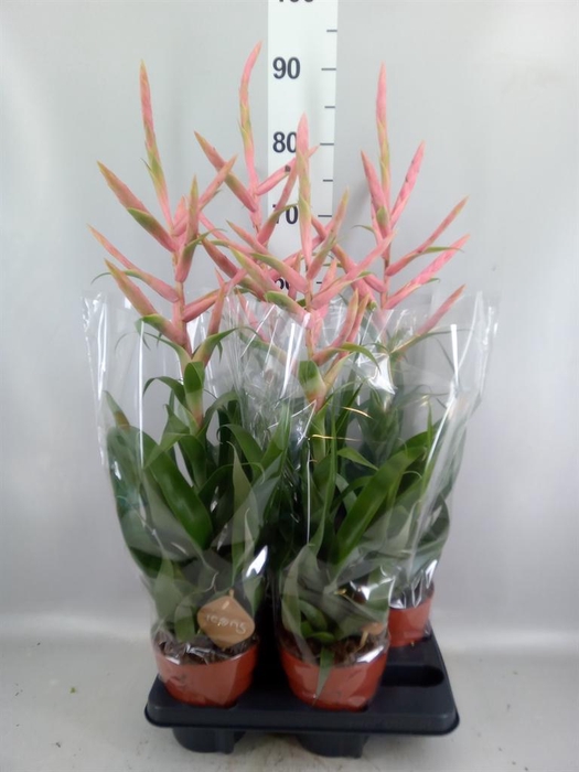 <h4>Tillandsia 'Dolce'</h4>