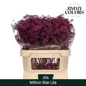 Gyps Million Star L80 Lila