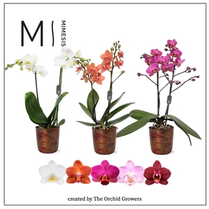 Mimesis Phal. Mix - 2 spike 9cm in Jess metal