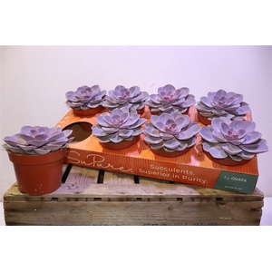 arr8 Echev Purple Pearl