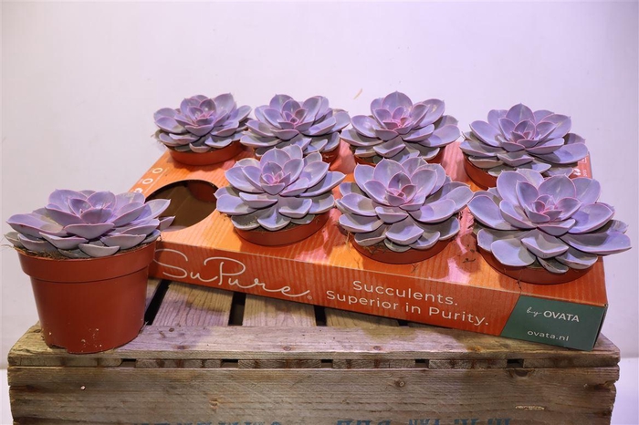 <h4>Echev Purple Pearl</h4>