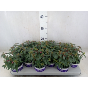Fuchsia  'Bella Fuchsia Soila'