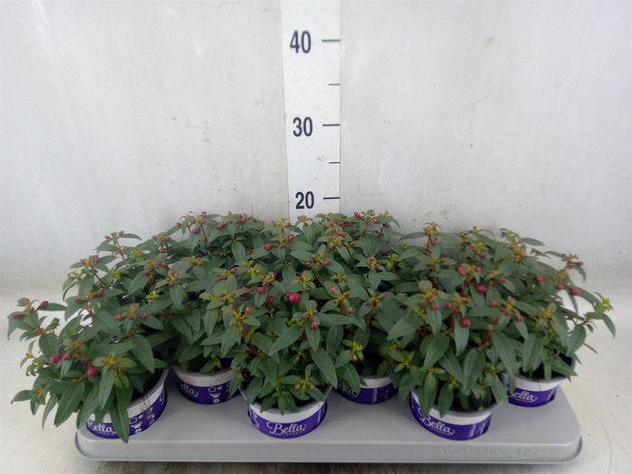 <h4>Fuchsia  'Bella Fuchsia Soila'</h4>
